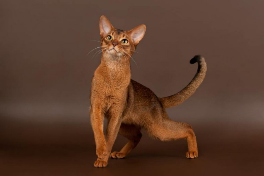 Abyssinian