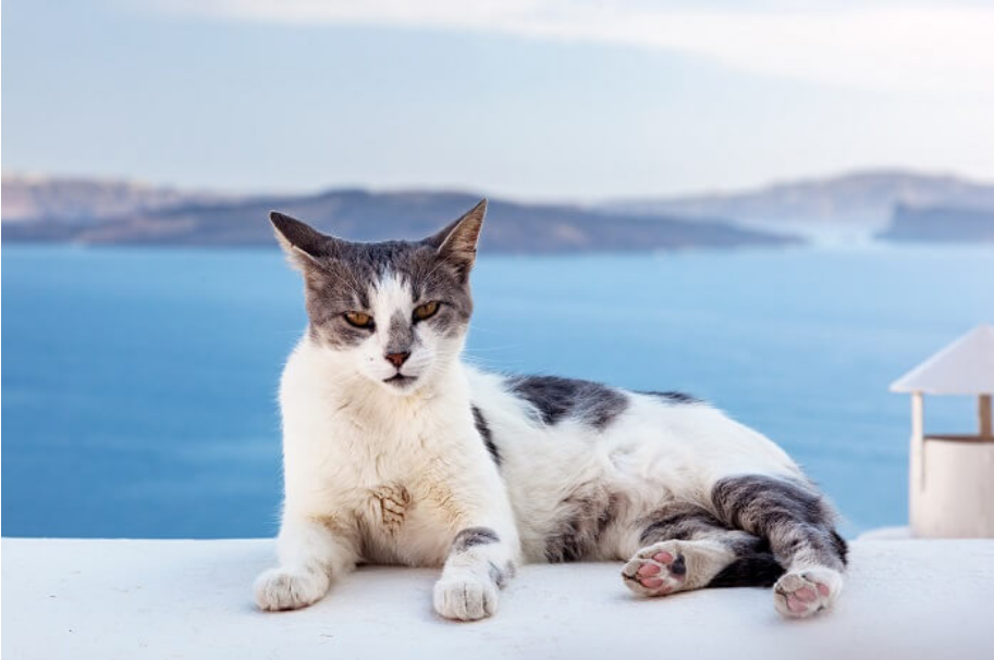 Aegean