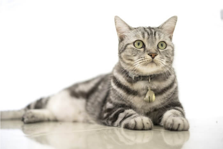 American Shorthair