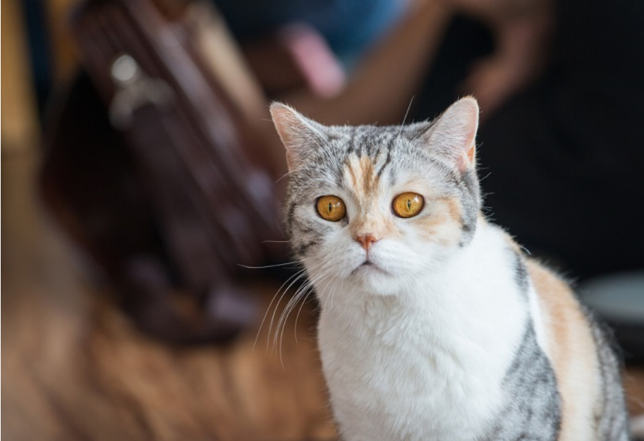 American Wirehair