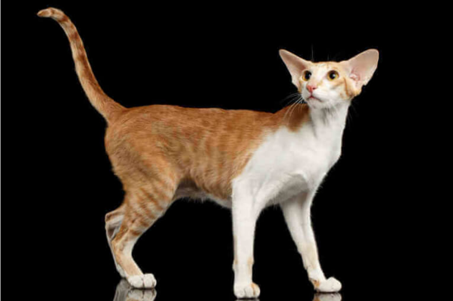 Asian (Oriental)