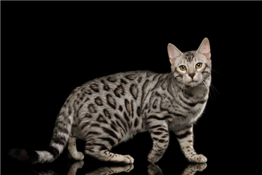 Bengal