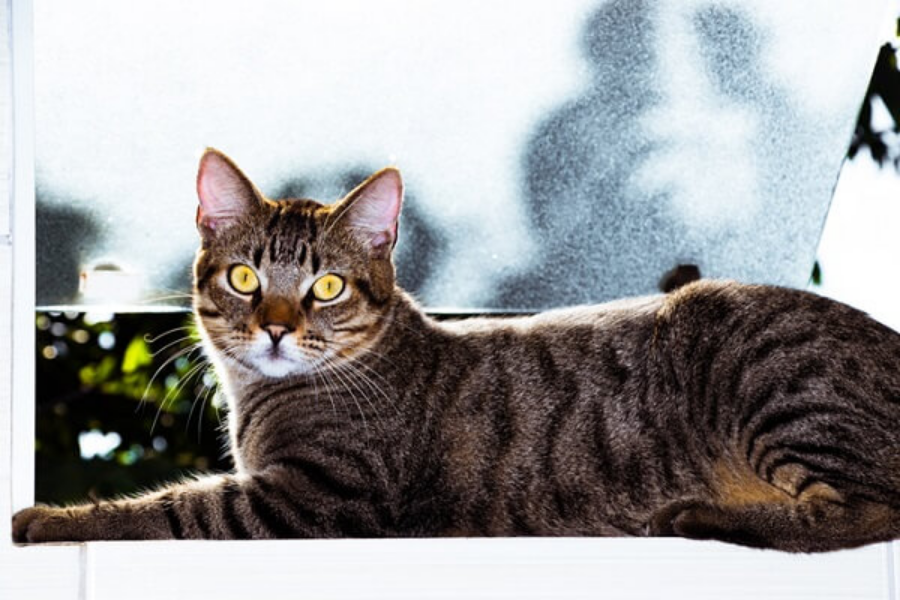Brazilian Shorthair