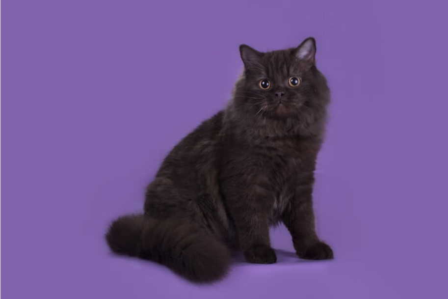 British Longhair