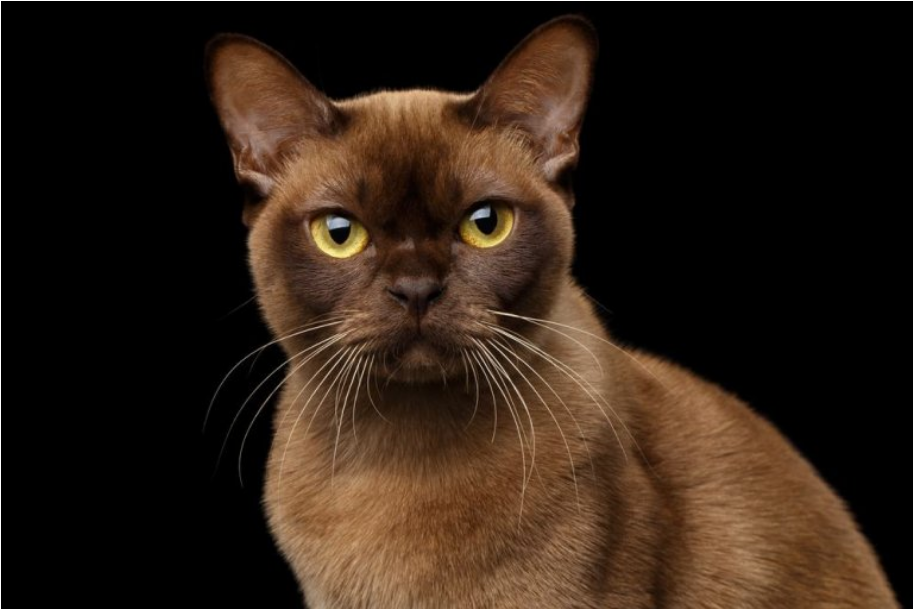 Burmese