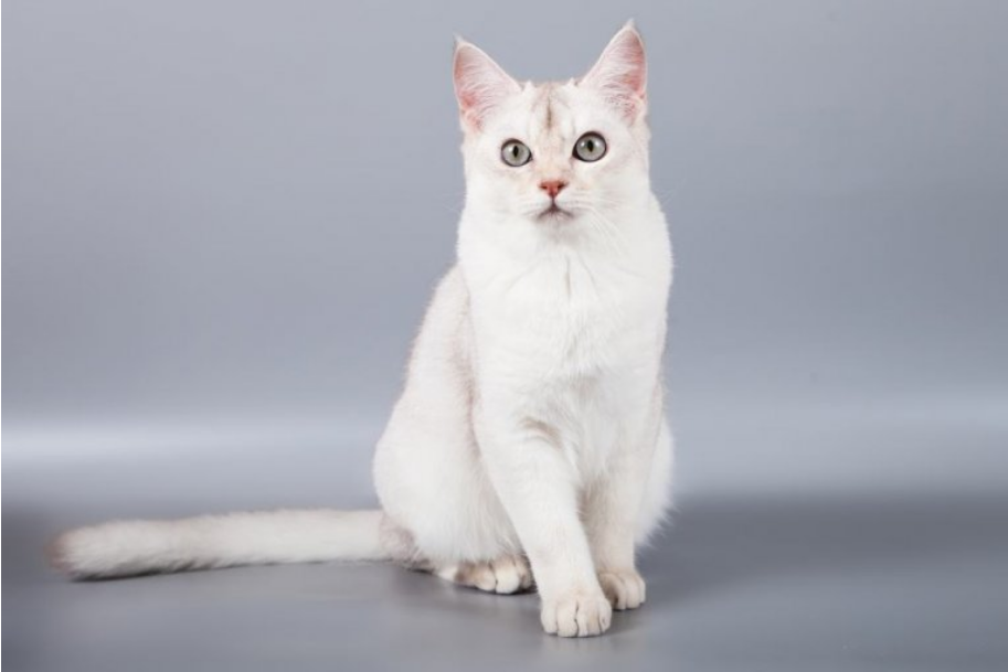 Burmilla