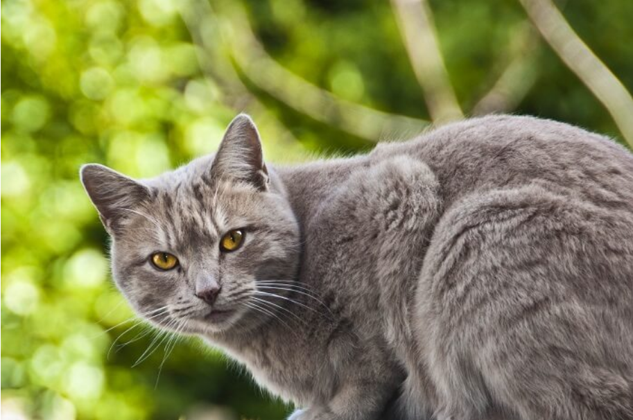 Chartreux