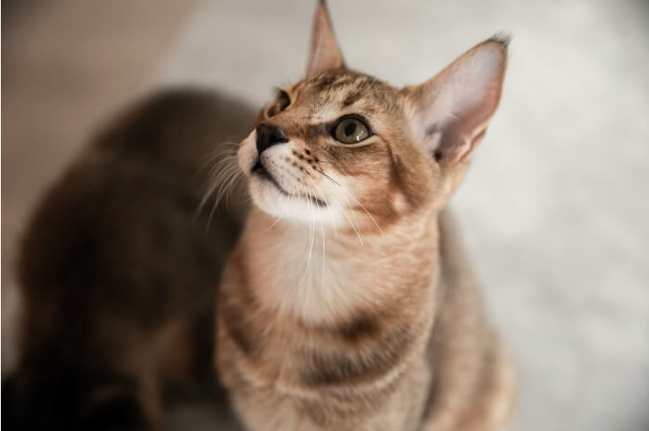 Chausie