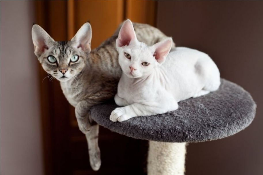 Devon Rex