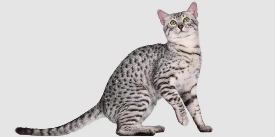 Egyptian Mau