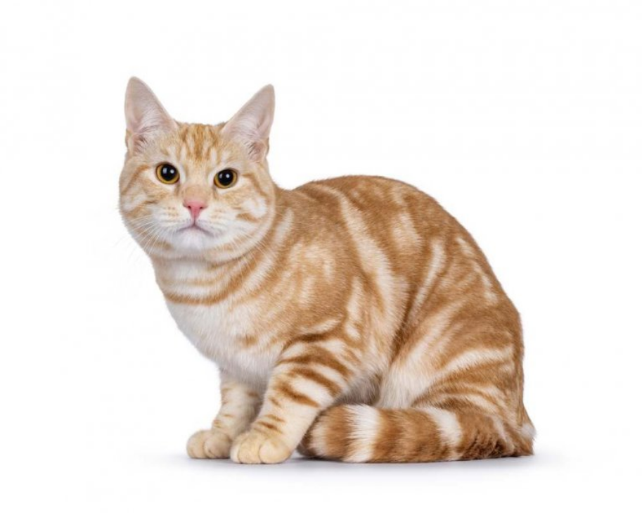 European Shorthair