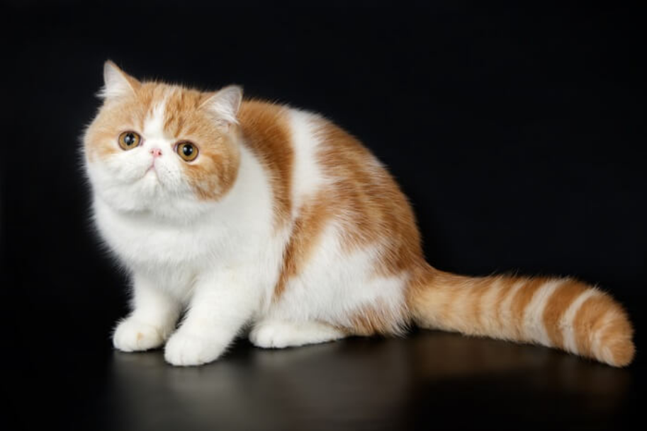 Exotic Shorthair