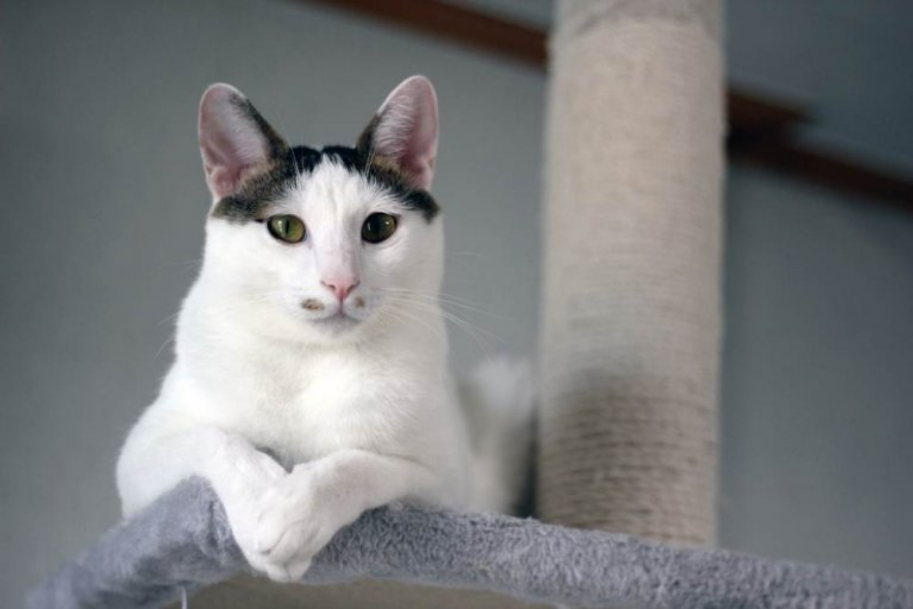 Japanese Bobtail