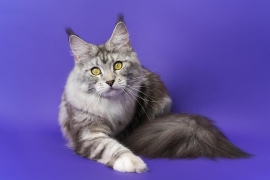 Maine Coon