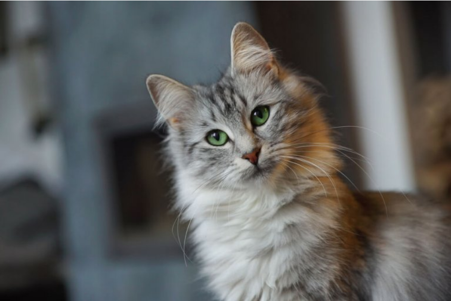 Norwegian Forest Cat