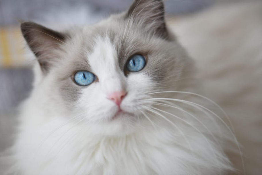 Ragdoll