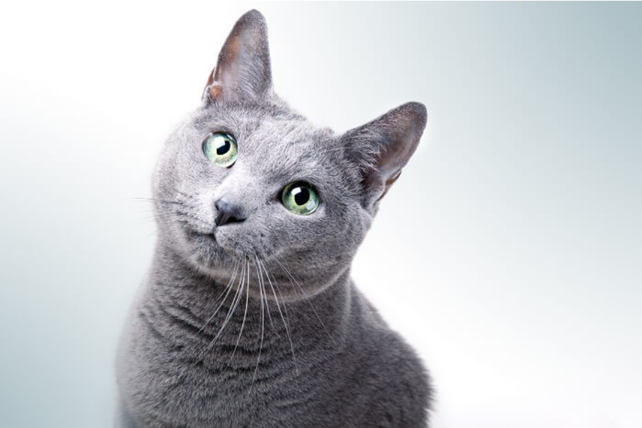 Russian Blue