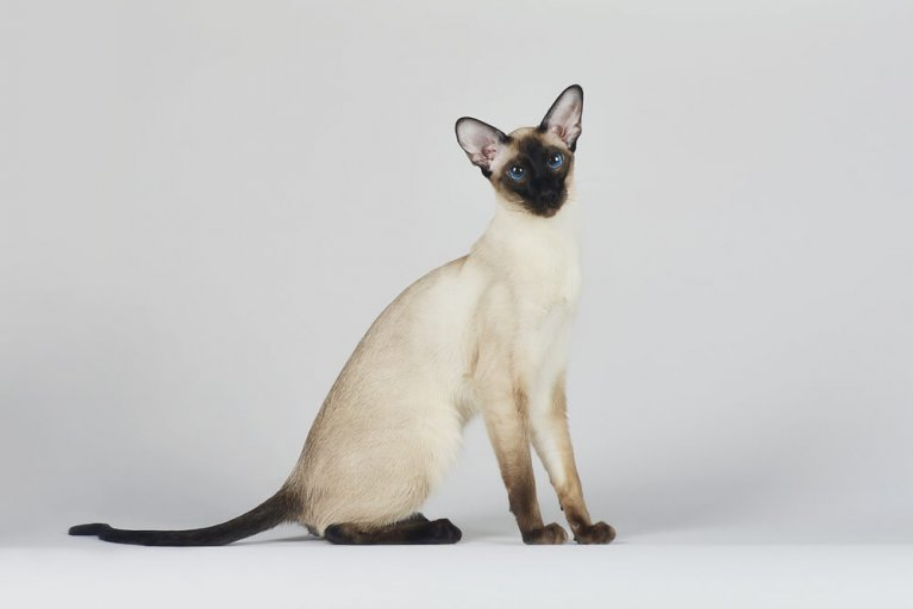 Siamese