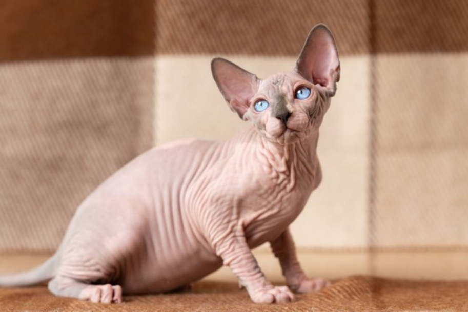 Sphynx