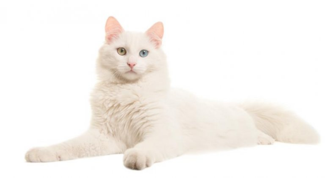 Turkish Angora